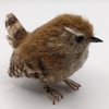 Eurasian Wren 