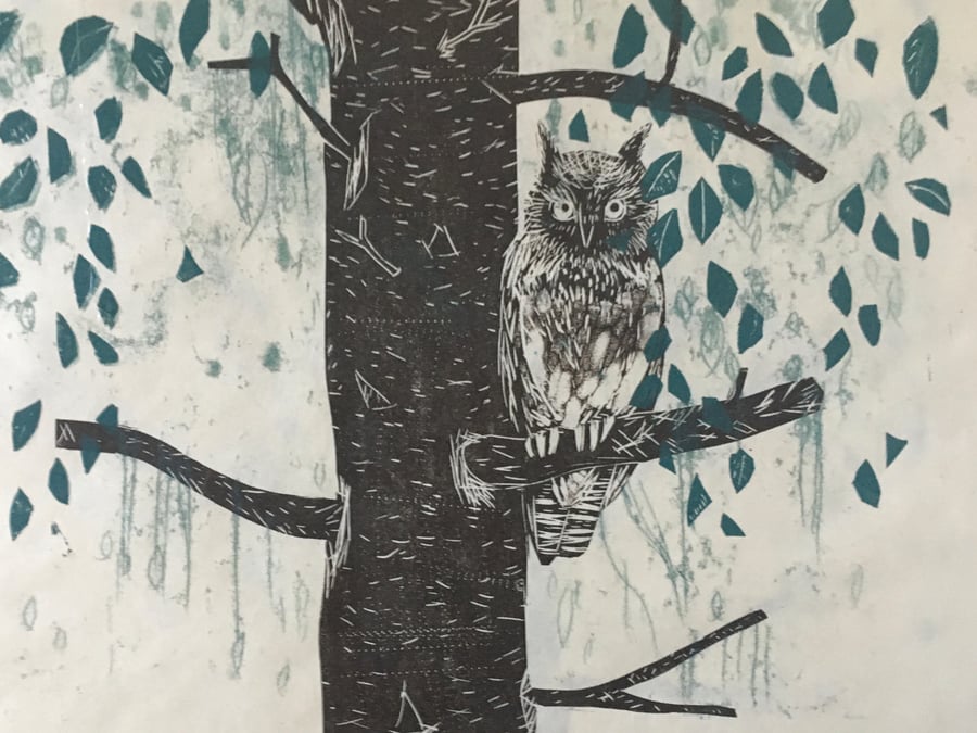 Little Owl in Beech Tree