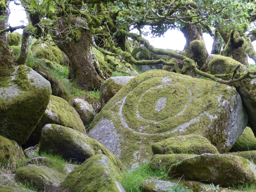 Wistman's Wood, Dartmoor