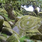 Wistman's Wood, Dartmoor
