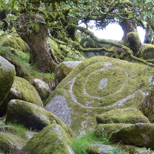 Wistman's Wood, Dartmoor