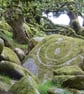 Wistman's Wood, Dartmoor