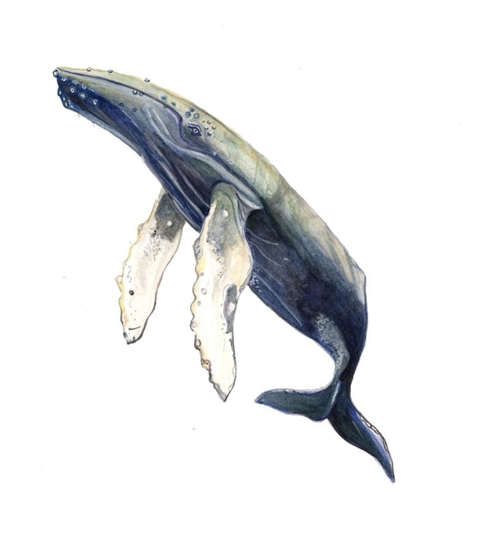 Whale mounted print