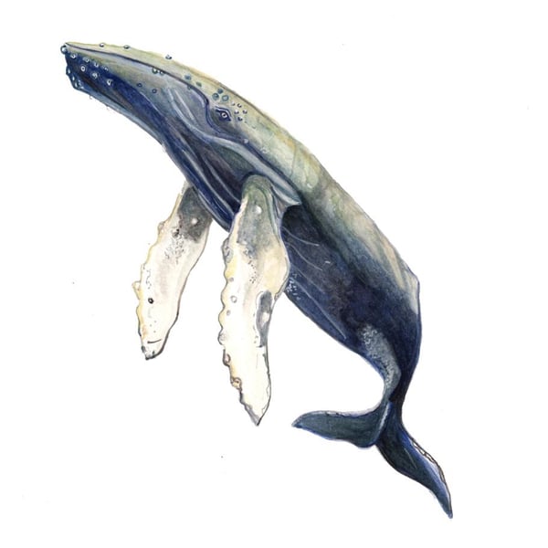 Whale mounted print