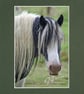 CJ057 - Shaggy pony - Image 2