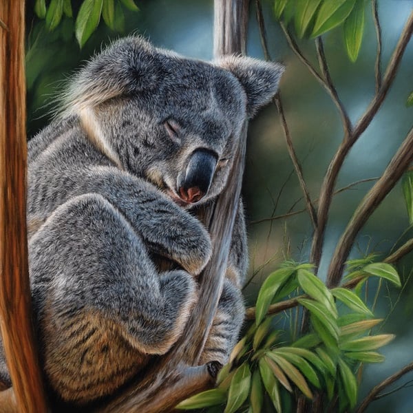Pastel Portrait of a Koala Bear