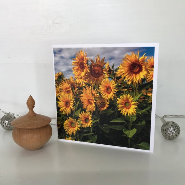 Greetings Card - Blank Photographic Greetings Card - Sunflowers