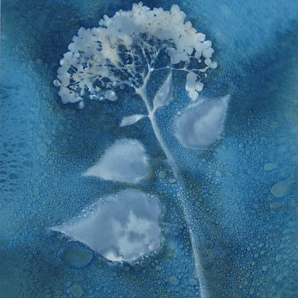 Okko - Hydrangea Flower - a puff ball of loveliness, in this Cyanotype Art