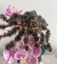 Needle felted terantula  - Image 2