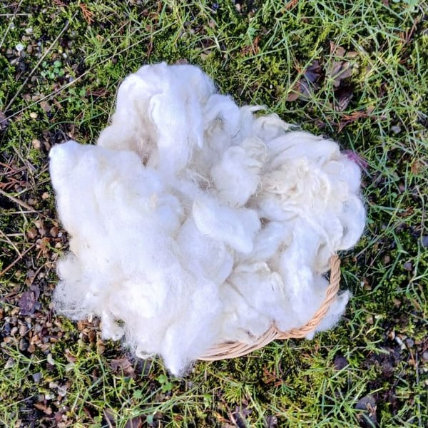 Texel Fleece 50g