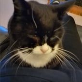 White Whiskers Creations