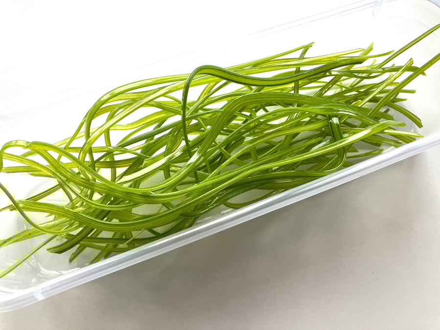 150g Ribbons - Mixed Green Bullseye 90 coe glass Vitrigraph ribbon stringers