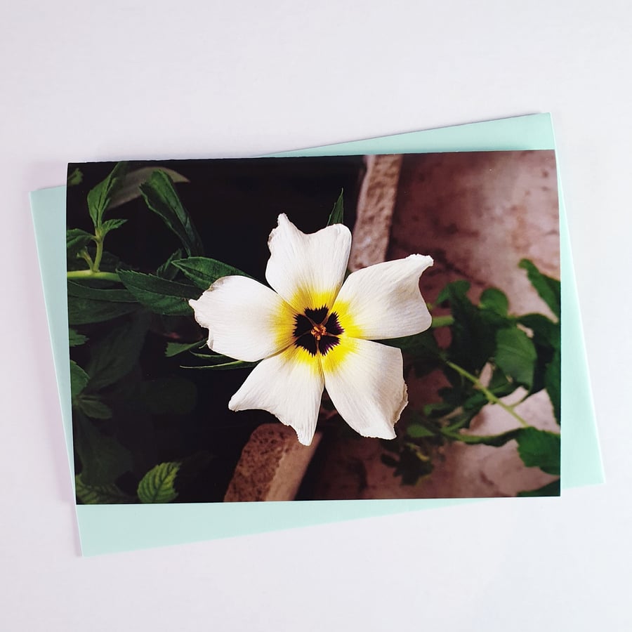 White Buttercup Photography Note Card, Greeting Card, Blank with Envelope, A6