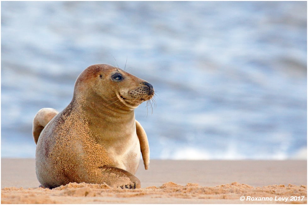 FAT SQUIRREL PHOTOGRAPHY