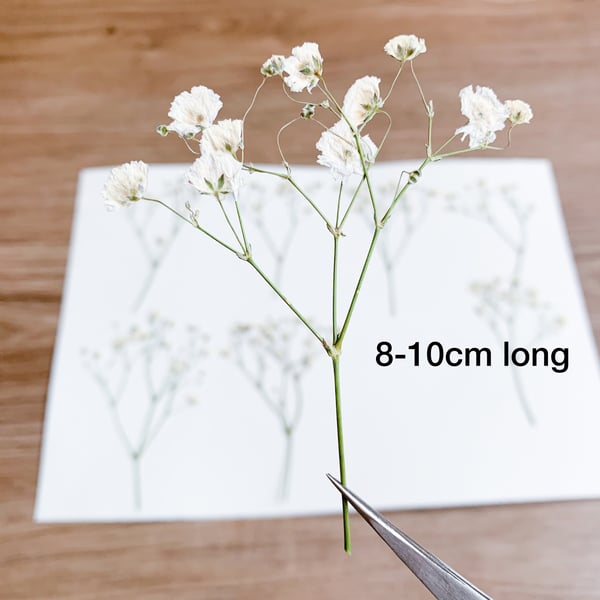 Pressed Flowers White Baby's Breaths Gypsophila Pack of 20 pcs Natural White Wax