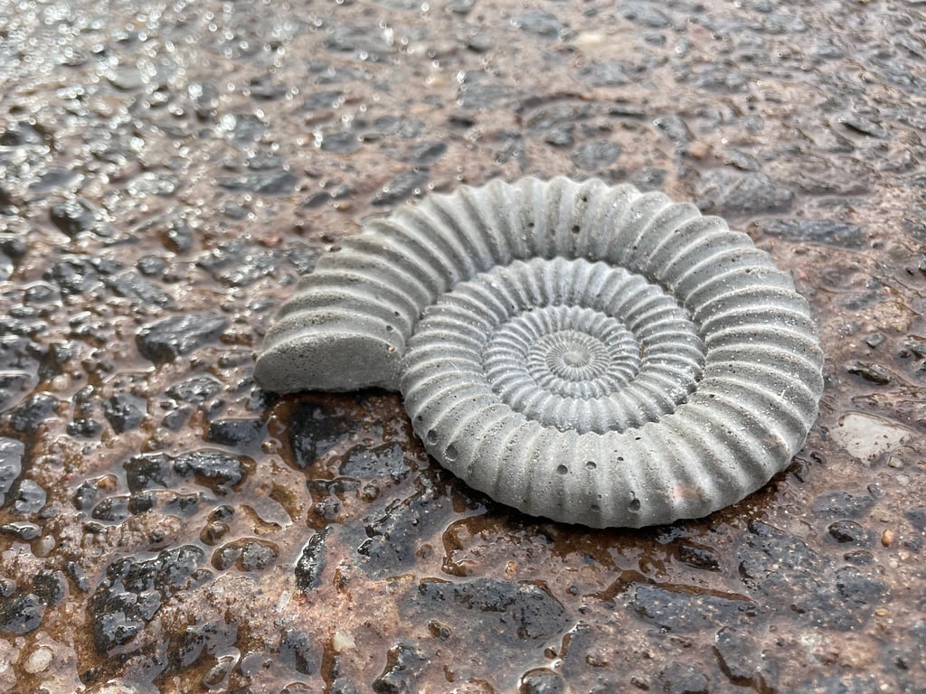 Ammonite Fossil  fridge magnet in cement  2-3