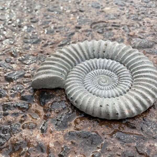  2.3-Ammonite Fossil  fridge magnet in cement 