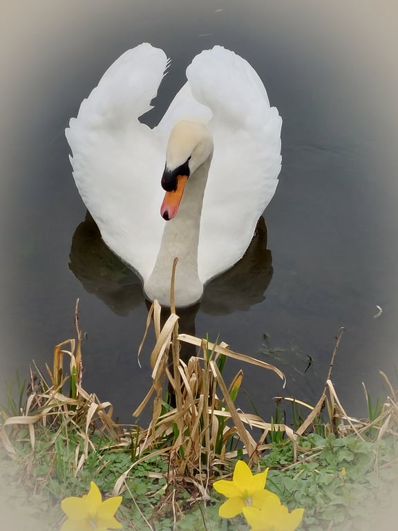 A5 Greeting Card Male Swan & Daffodils Well Creek March Norfolk