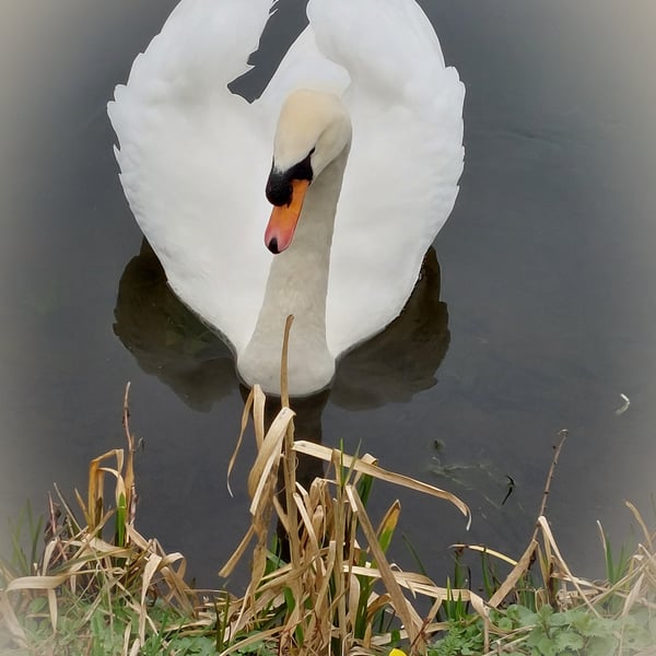 A5 Greeting Card Male Swan & Daffodils Well Creek March Norfolk