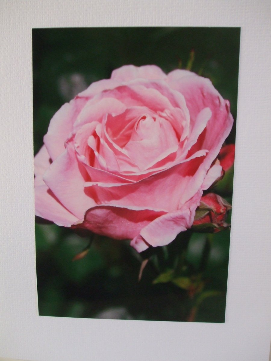 Photographic card of a pink rose in Chegwyn Charity Gardens.