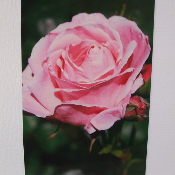 Photographic card of a pink rose in Chegwyn Charity Gardens.