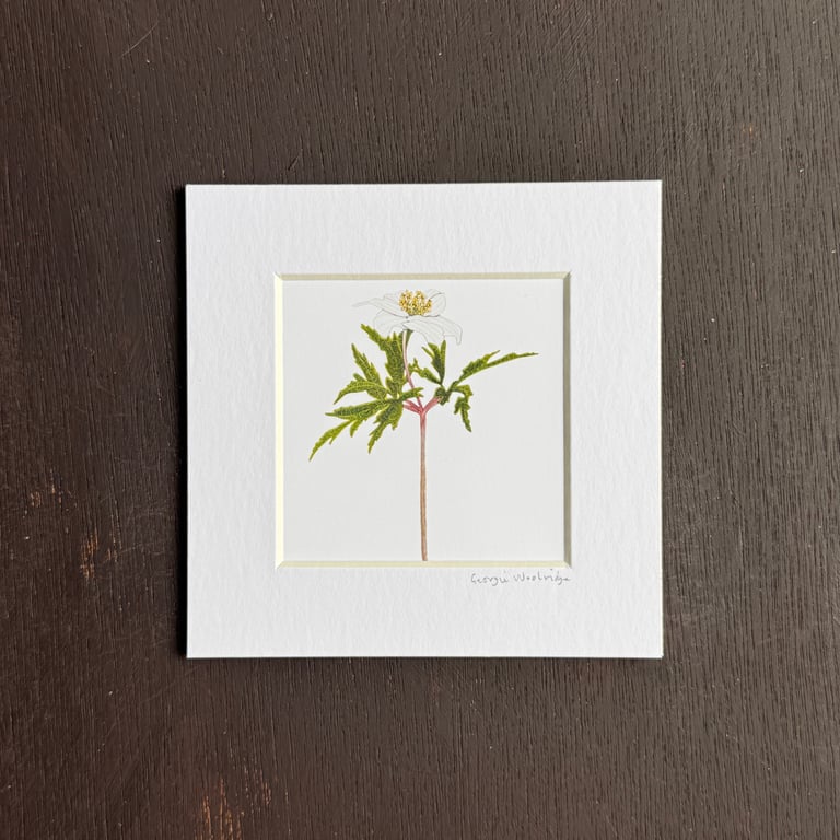 'Wood Anemone' 5" x 5" Hand Finished Print