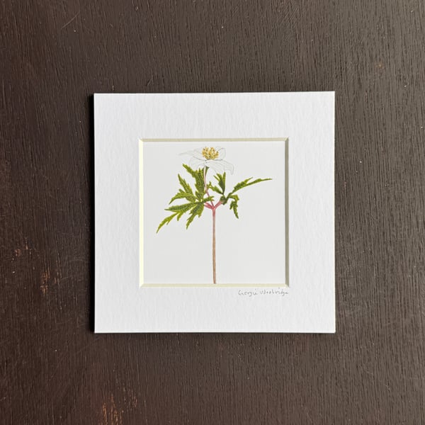 'Wood Anemone' 5" x 5" Hand Finished Print