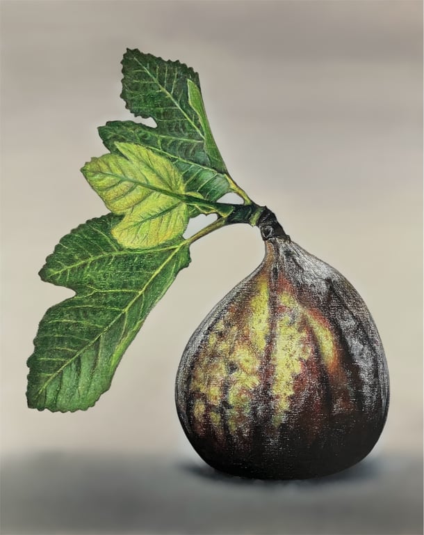 Fig Original Coloured Pencil Drawing On Wooden Panel 