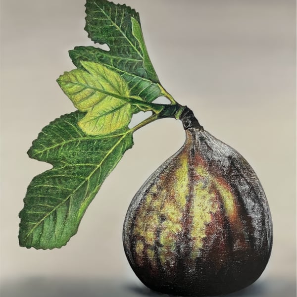 Fig Original Coloured Pencil Drawing On Wooden Panel 