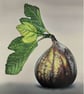Fig Original Coloured Pencil Drawing On Wooden Panel  - Image 1