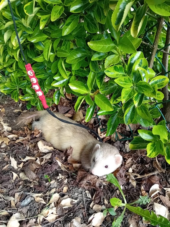 Figure of 8 ferret leads