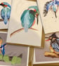 The Kingfisher Collection - set of 5 x A6 cards 
