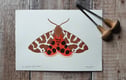 Moth Prints