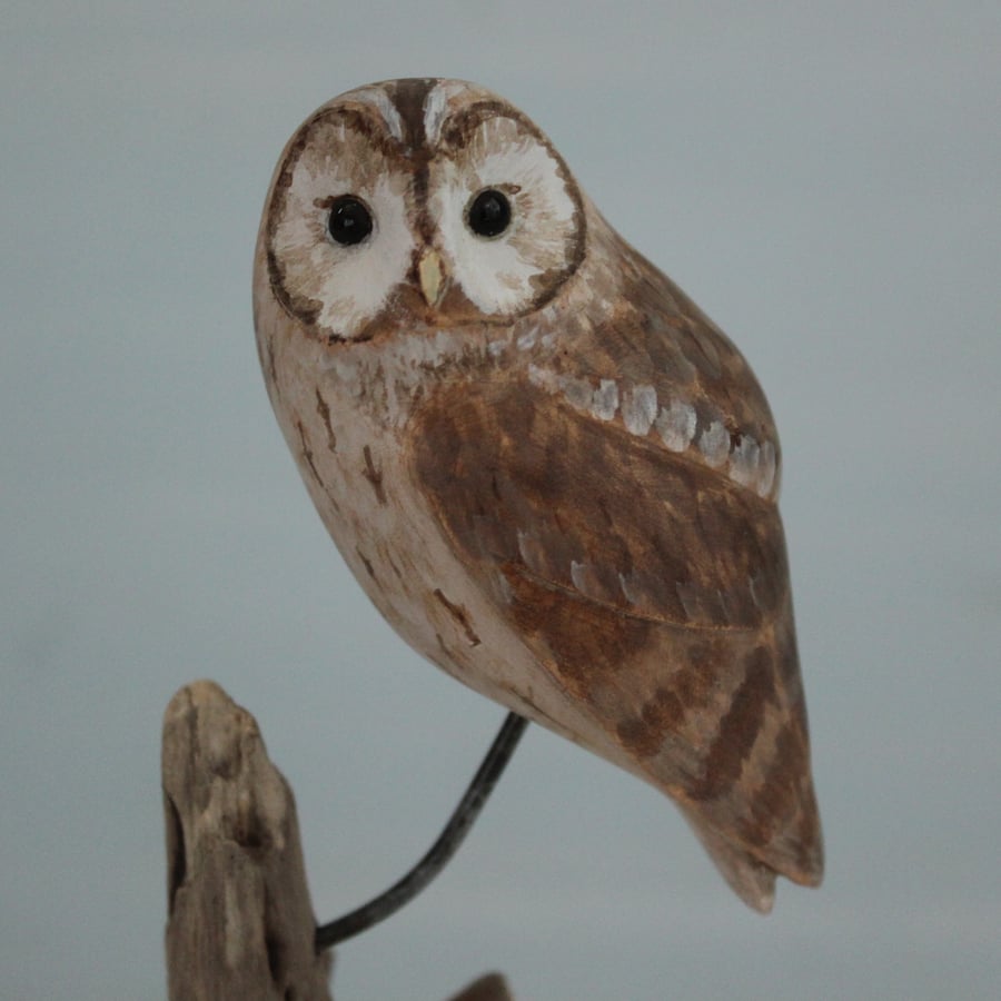 Mini tawny owl