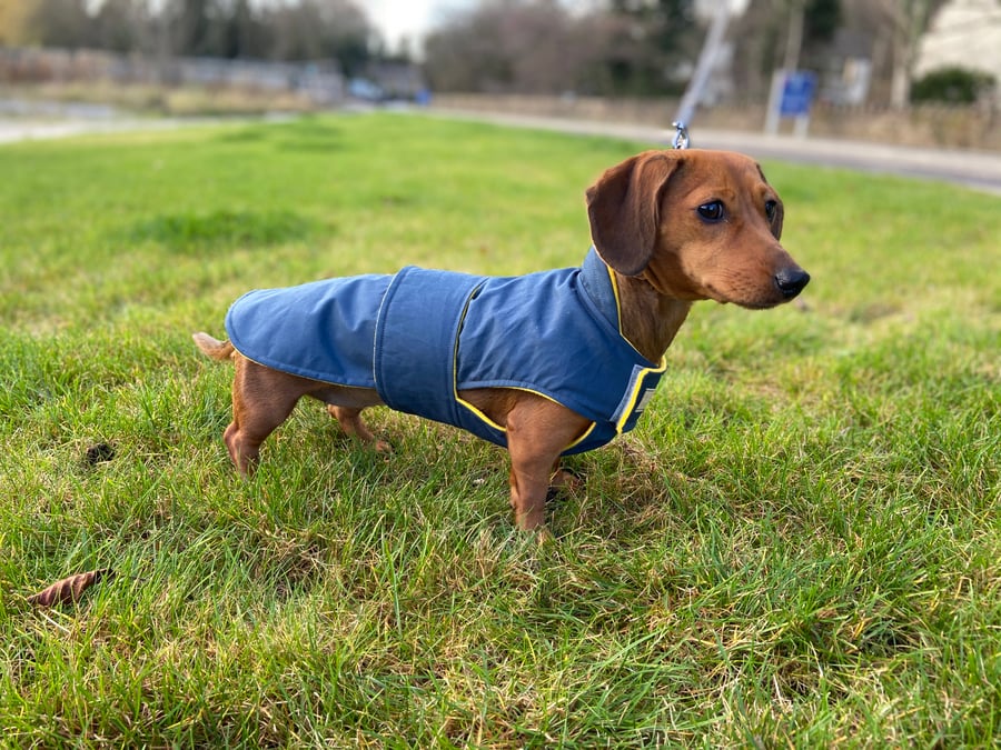 British made dry wax dachshund coat