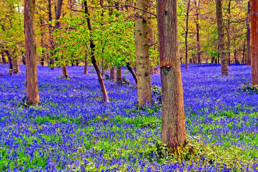 Bluebell Woods Spring Flowers Greys Court Photograph Print