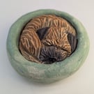 Border Terrier Yorkshire Pudding - 5