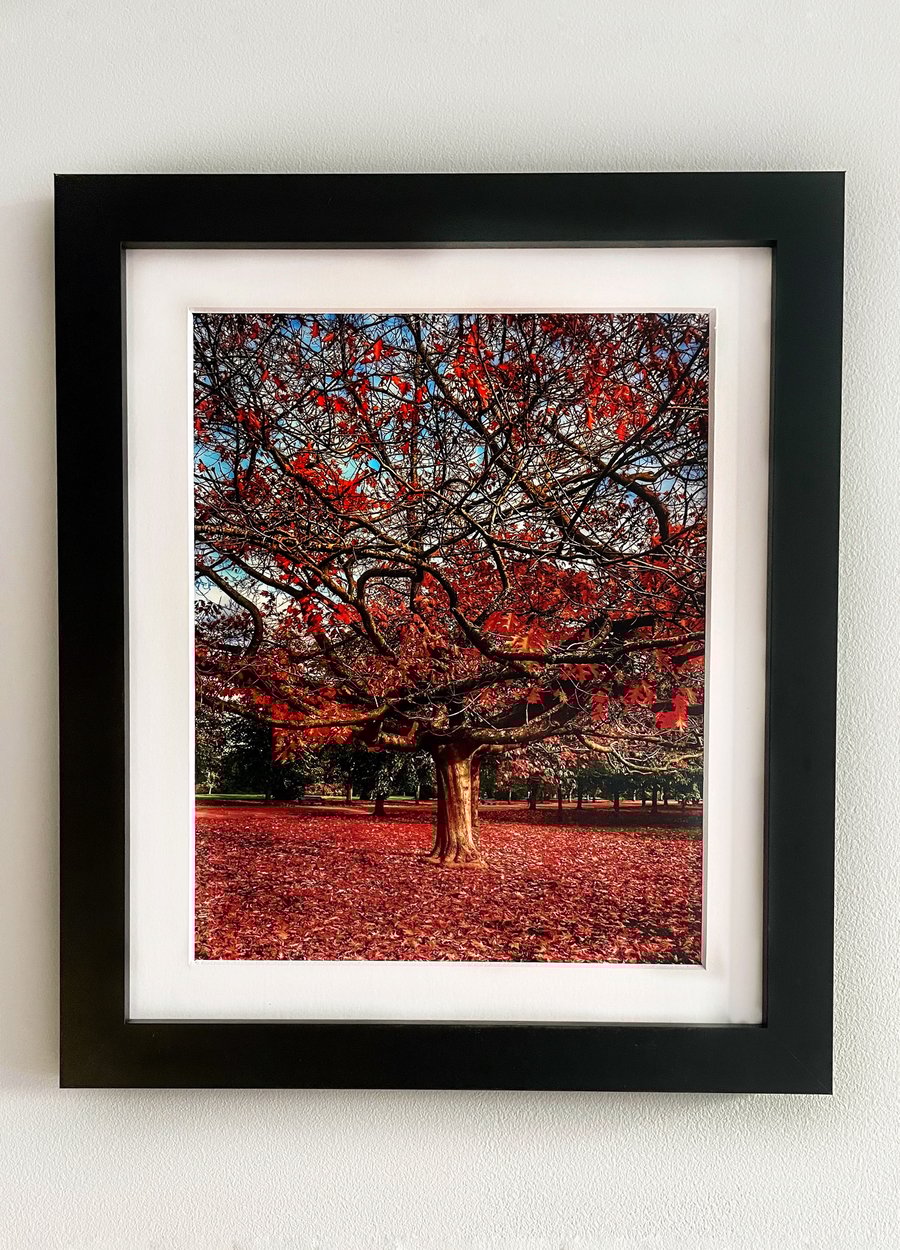 Framed Photo of a Red Tree, Autumn Colours, Greenwich