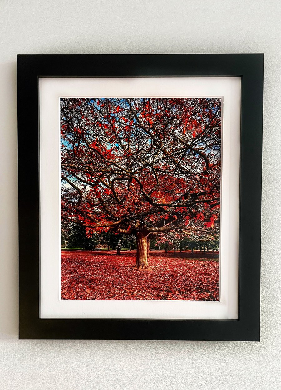 Framed Photo of a Red Tree, Autumn Colours, Greenwich