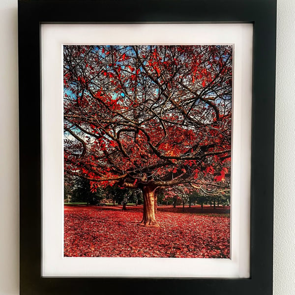 Framed Photo of a Red Tree, Autumn Colours, Greenwich