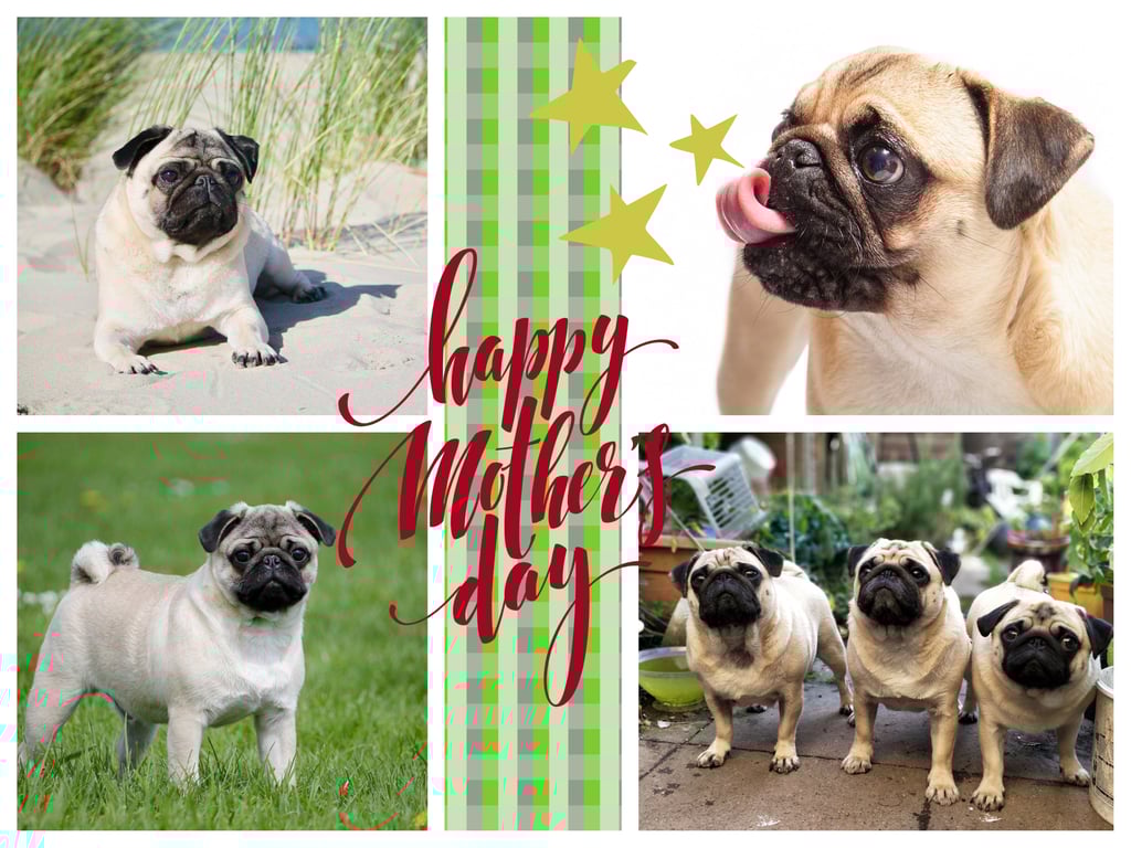 Pugs Mother's Day Greeting Card A5 Size 