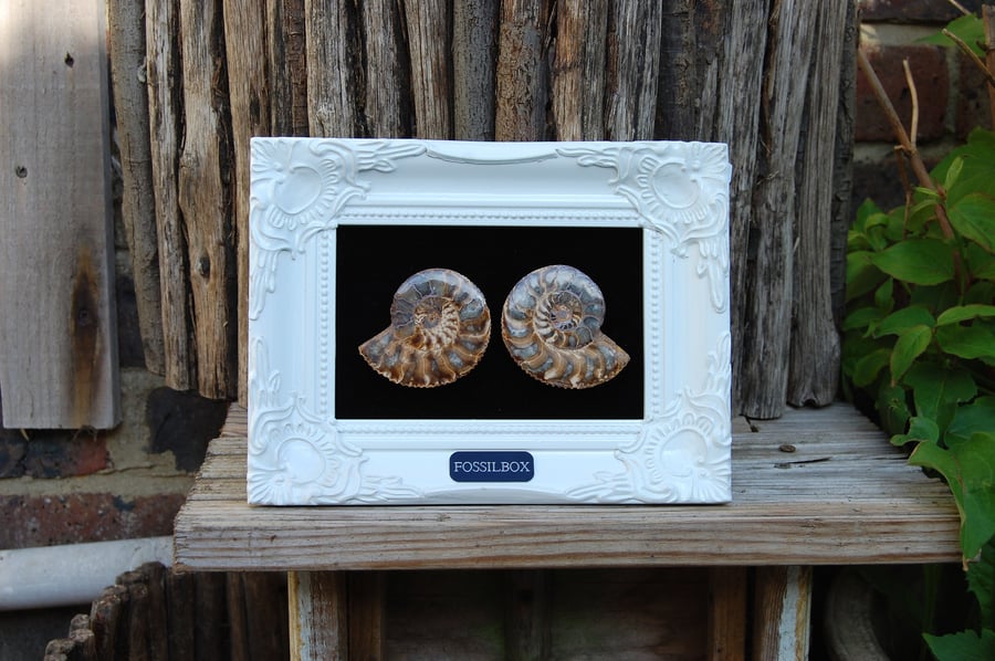 Polished ammonites in decorative frame