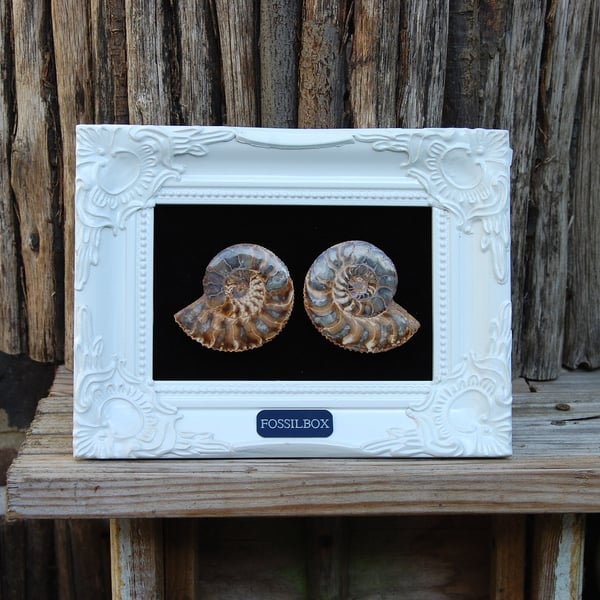 Polished ammonites in decorative frame