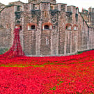 Tower Of London Red Poppy Memorial England Photograph Print