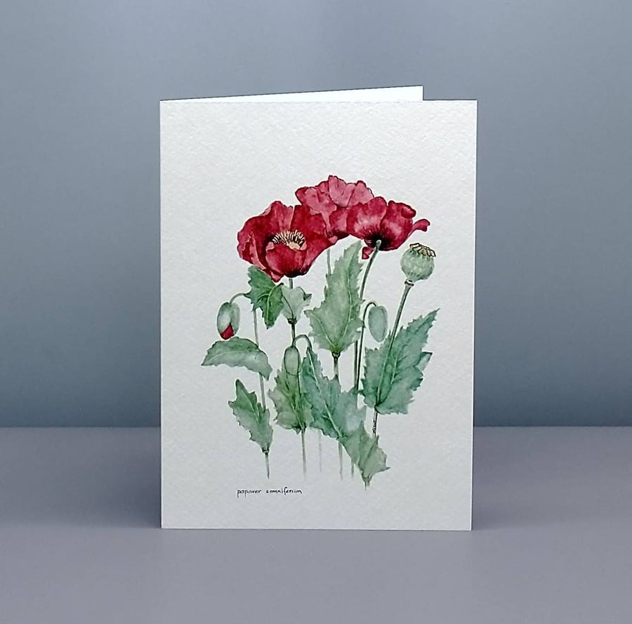 Poppies Greetings card