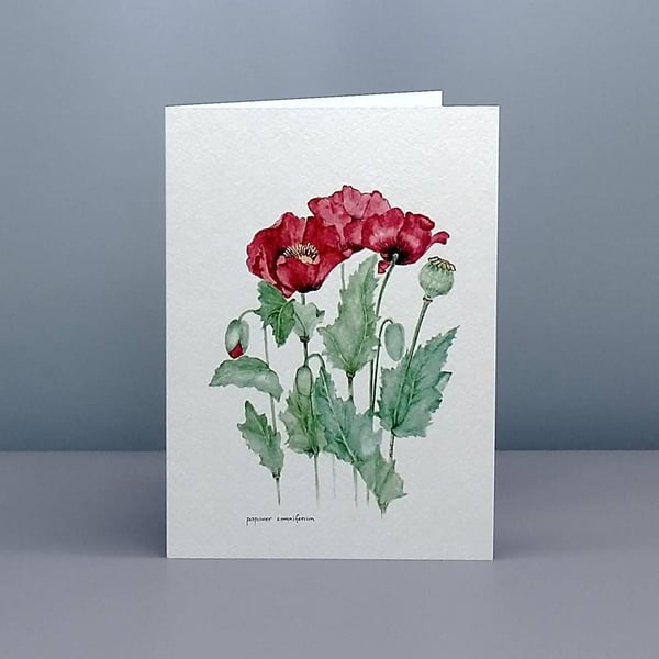 Poppies Greetings card