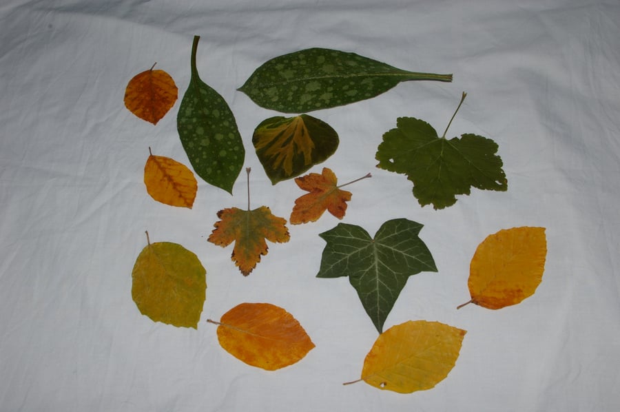 Leaves Hand Pressed Mixed Pack