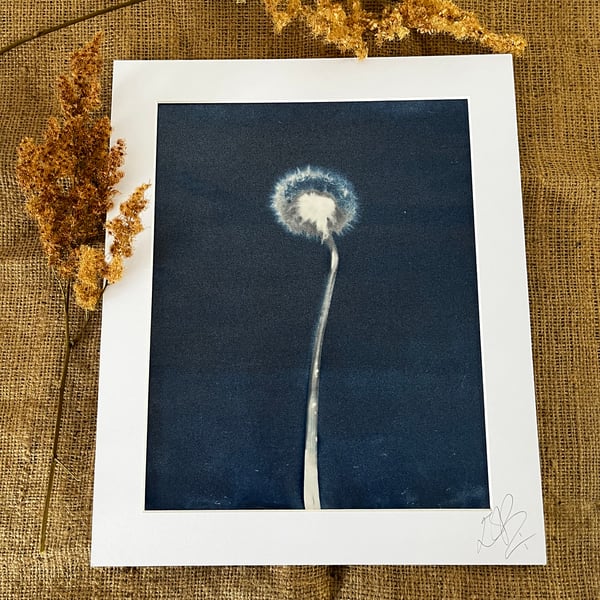 Dandelion Clock Cyanotype Mounted Print