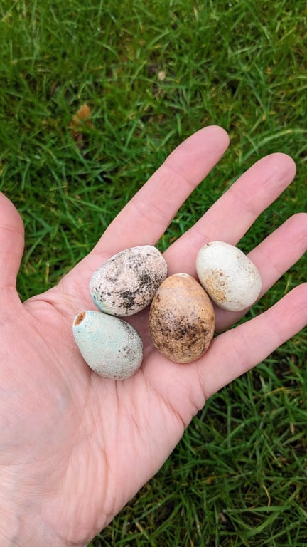 Perfectly Imperfect four ceramic Easter eggs, lifesized speckled songbird eggs