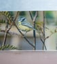 4 Blue Tit Greetings Cards - Ethically Made - Image 9